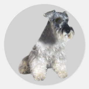 Adesivo Redondo Miniatura Schnauzer Sticker