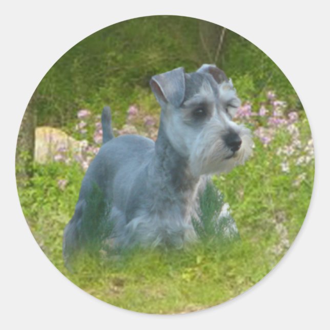 Adesivo Redondo Miniatura Schnauzer Sticker (Frente)
