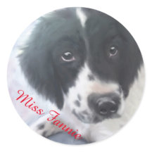 Miss Fannie - Inglês Springer Spaniel Sticker