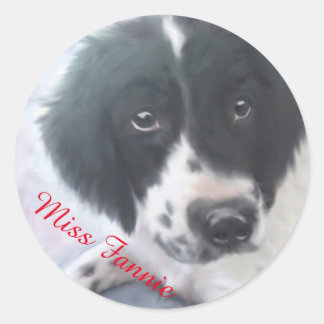 Adesivo Redondo Miss Fannie - Inglês Springer Spaniel Sticker