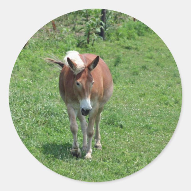 Adesivo Redondo MIssouri Mule (Frente)