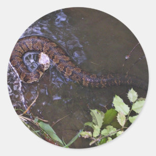 Adesivo Redondo Mocassim de água, cottonmouth, piscivoru do