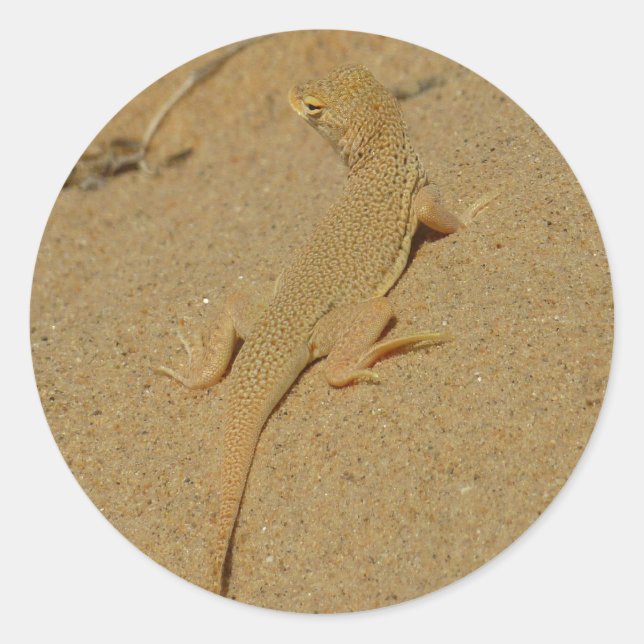 Adesivo Redondo Mojave Fringe-Toed Lizard (Frente)