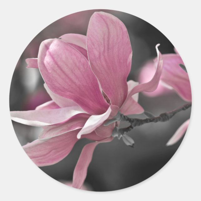 Adesivo Redondo Molho Rosa Japonês Magnolia (Frente)