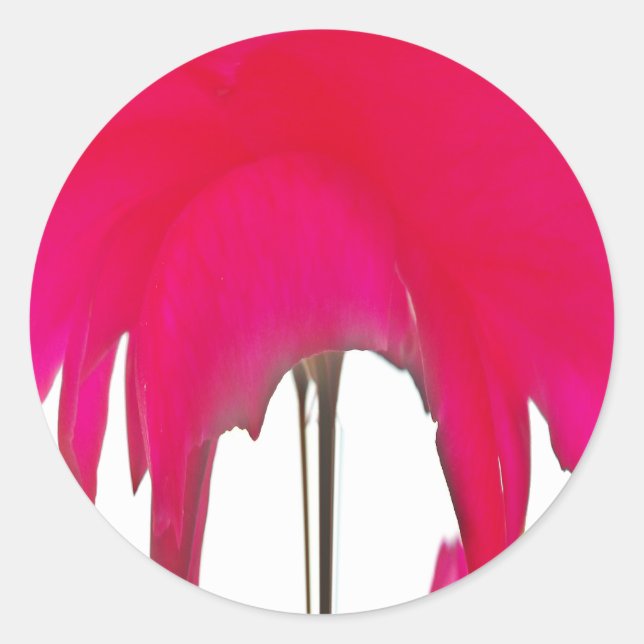 Adesivo Redondo Momento Capturado: Uma Elegância Petal Rosa vermel (Frente)