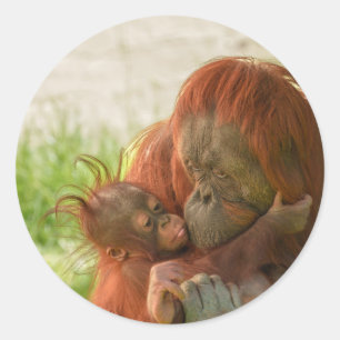 Adesivo Redondo Momentos de Tensão Mãe de Orangutan