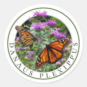 Adesivo Redondo Monarch Butterflies e Bee Balm Monarda