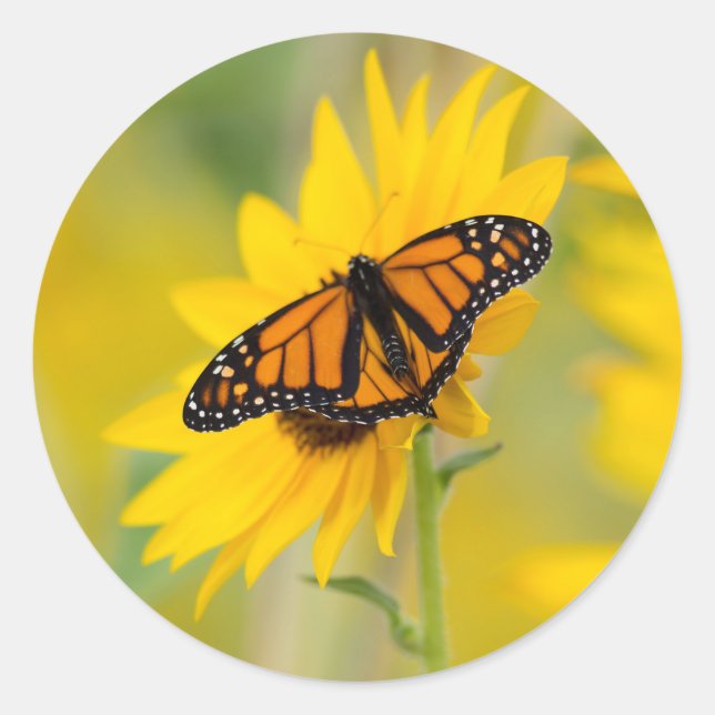 Adesivo Redondo Monarch Butterfly e Sunflower Garden Foto (Frente)