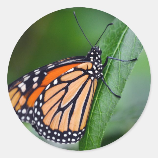 Adesivo Redondo Monarch Sticker (Frente)