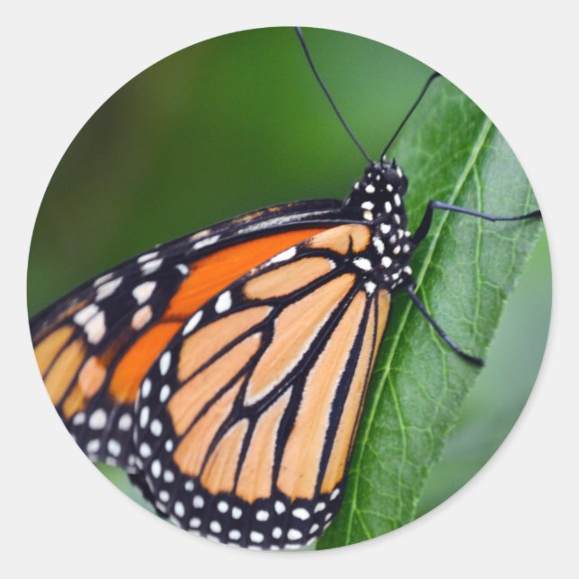 Adesivo Redondo Monarch Sticker (Frente)