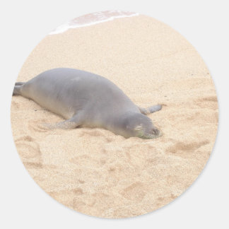 Adesivo Redondo Monk Seal Dormindo Sozinho em Praia