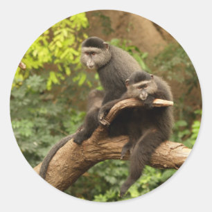 Adesivo Redondo Monkey Round Sticker