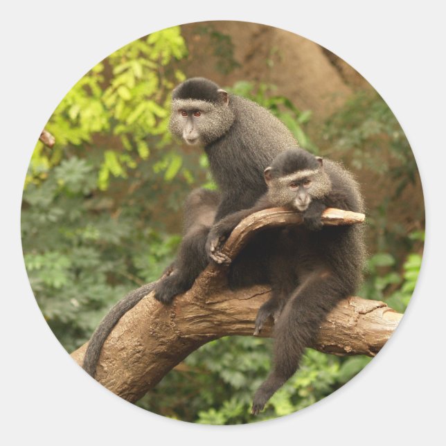 Adesivo Redondo Monkey Round Sticker (Frente)