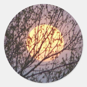 Adesivo Redondo moontree