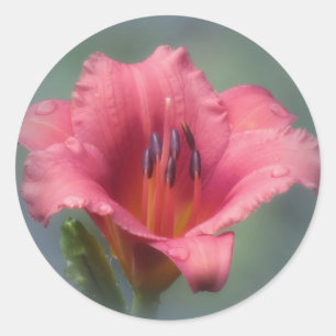 Adesivo Redondo Morango e azul - hemerocallis