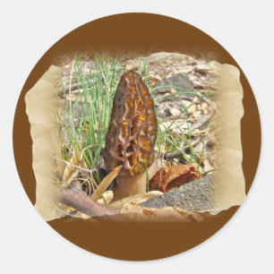 Adesivo Redondo Morel Mushroom