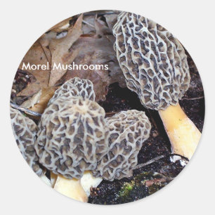 Adesivo Redondo Morels cinzentos, cogumelos do Morel