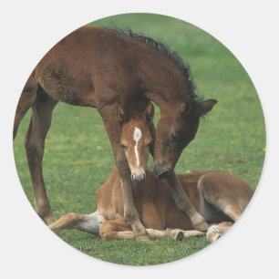 Adesivo Redondo Morgan Foals Playing