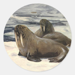 Adesivo Redondo Morsas na Neve Ártica, Animal Marinho Vintage