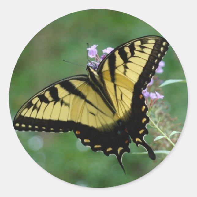 Adesivo Redondo Moscas de beleza (Frente)