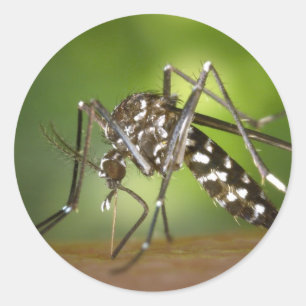 Adesivo Redondo Mosquito tigre