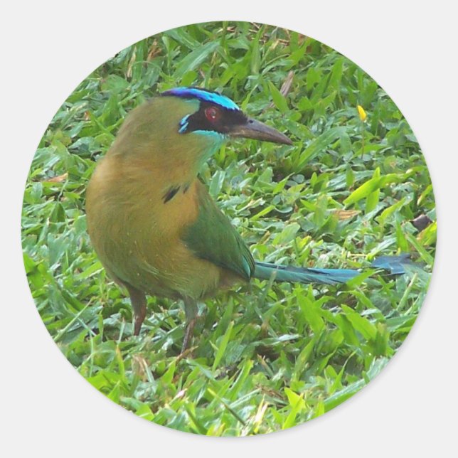 Adesivo Redondo Motmot de coroa azul (Frente)