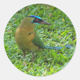 Adesivo Redondo Motmot de coroa azul