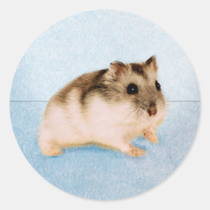 Adesivo Redondo MU MU o hamster