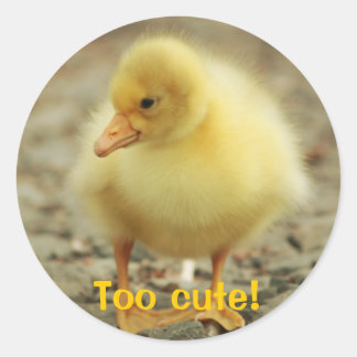 Adesivo Redondo Muito fofo!