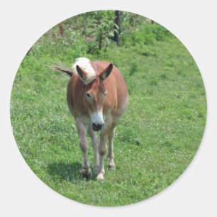 Adesivo Redondo Mula de MIssouri