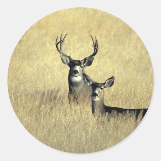 Adesivo Redondo Mule Deer Buck - Doe (Frente)