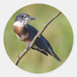 Adesivo Redondo Mulher Beliscada Kingfisher Fora num Limb