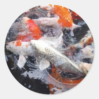 Adesivo Redondo Multidão de Koi