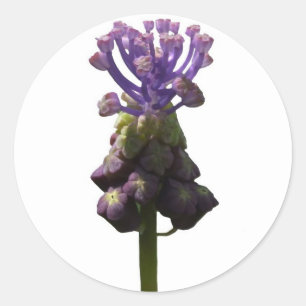 Adesivo Redondo Muscari Stickers