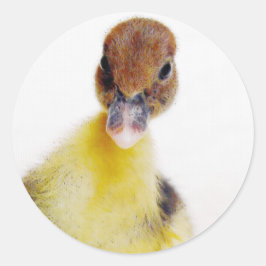 Adesivo Redondo Muscovy Duckling