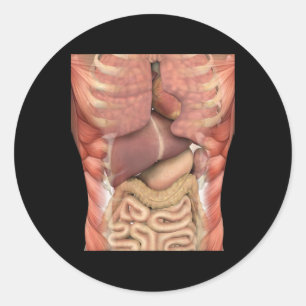 Adesivo Redondo Músculos Humanos Órgãos Anatomia Assustadora Hallo