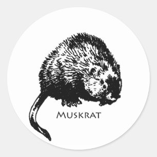 Adesivo Redondo Muskrat (ilustração)