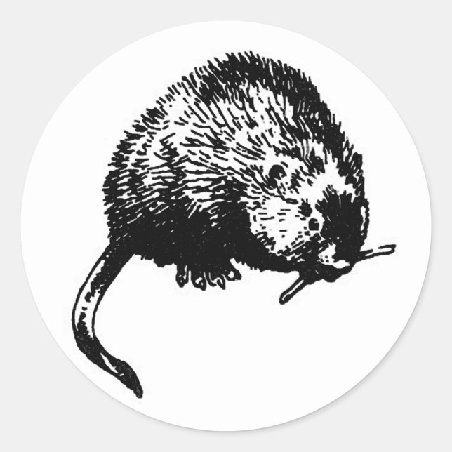 Adesivo Redondo Muskrat (ilustração) (Frente)