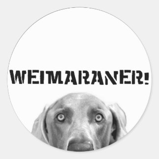 Adesivo Redondo Nação Weimaraner : Weimaraner In a Box (Círculo)