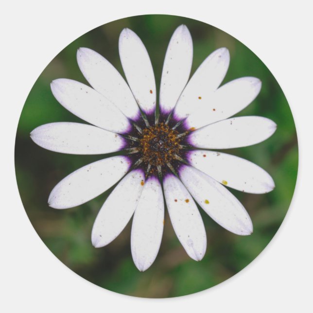 Adesivo Redondo Namaqualand Wild Flower África do Sul (Frente)