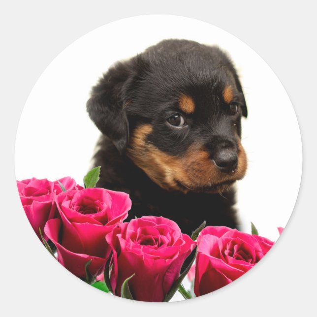 Adesivo Redondo Namorados Rosa Rottweiler (Frente)