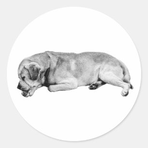 Adesivo Redondo Nap Mentor
