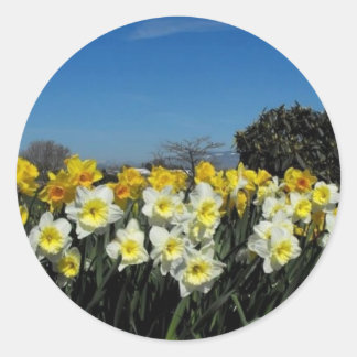 Adesivo Redondo narcisos na primavera