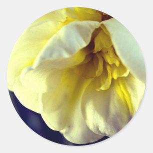 Adesivo Redondo Narcissus Daffodil