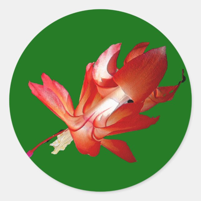 Adesivo Redondo Natal Cactus Feliz Natal (Frente)