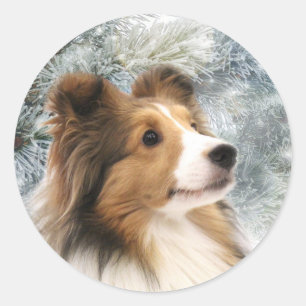 Adesivo Redondo Natal de Sheltie do Sable