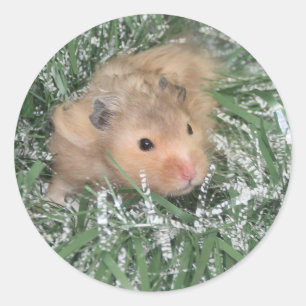 Adesivo Redondo Natal do hamster