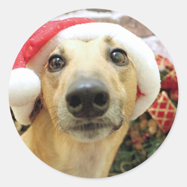 Adesivo Redondo Natal - Greyhound - Pena (Frente)