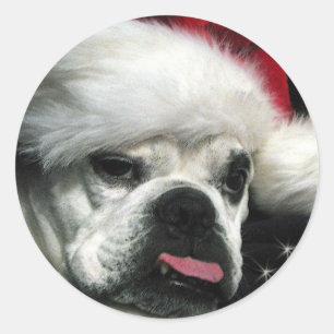 Adesivo Redondo Natal inglês velho do buldogue