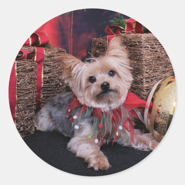 Adesivo Redondo Natal - Yorkshire Terrier - Vinnie (Frente)